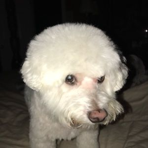 Meet your Posher, Dana